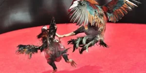 Hướng Dẫn Cách Chơi Đá Gà Sabong Tại K8CC Dễ Thắng Nhất