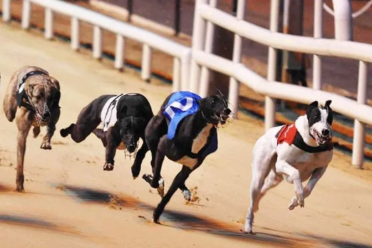 Cách Chơi Game Nhanh Đua Chó Tại K8CC Dễ Thắng Nhất Hấp Dẫn